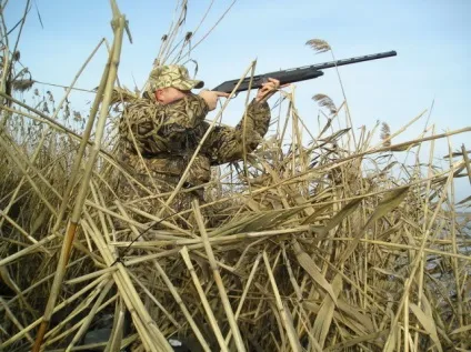 Відкриття полювання на качок для новачка (полювання) Відкриття полювання на качок для новачка