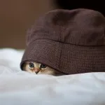 Ефекти фотошоп онлайн (ефекти фото онлайн) - як в instagram (робимо фото онлайн) Ефекти фотошоп онлайн (ефекти фото онлайн) - як в instagram