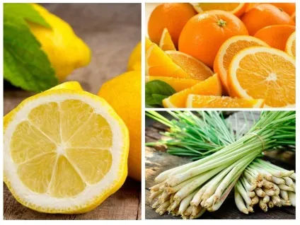 Ефірні масла від бліх в квартирі (квартирі) Ефірні масла від бліх в квартирі