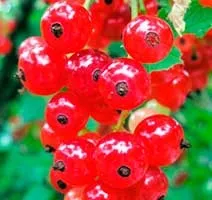 плодоношення смородини