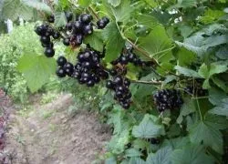 Чому не плодоносить чорна смородина