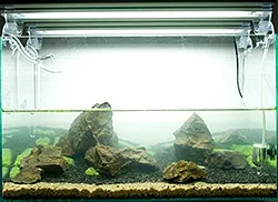 Підміни води в акваріумі і які особливості вносять рослини (акваріумі) Підміни води в акваріумі і які особливості вносять рослини