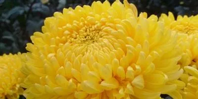 Чому не цвітуть дубки відповіді експертів