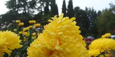 Чому не цвітуть дубки відповіді експертів