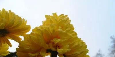 Чому не цвітуть дубки відповіді експертів