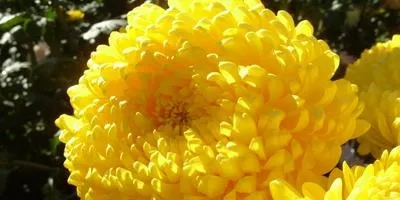 Чому не цвітуть дубки відповіді експертів