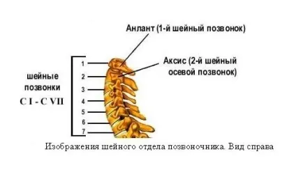 Переломи шийних хребців (1, 2, 3, 4, 5, 6, 7) причини, симптоми, лікування, наслідки (симптоми) Переломи шийних хребців (1, 2, 3, 4, 5, 6, 7) причини, симптоми, лікування, наслідки