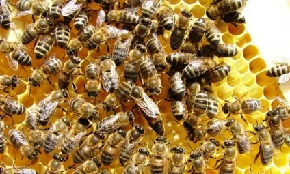 Бджільництво скільки можна заробити на бджолах (скільки) Бджільництво скільки можна заробити на бджолах