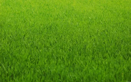 Підготовка ґрунту для посадки газону