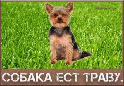 Чому собака їсть траву, на вулиці, що робити (робити) Чому собака їсть траву, на вулиці, що робити