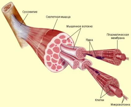 Чому не ростуть м'язи і що робити, щоб м'язи почали рости від тренувань (ростуть) Чому не ростуть м'язи і що робити, щоб м'язи почали рости від тренувань
