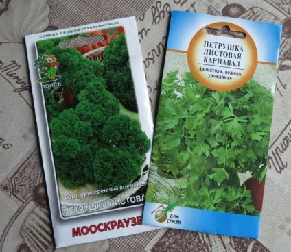 Петрушка вирощування, догляд, термін і схема посадки петрушки (петрушки) Петрушка вирощування, догляд, термін і схема посадки петрушки