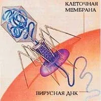 Після лікування бактеріофагами, сімейка (бактеріофаг стафило) Після лікування бактеріофагами, сімейка