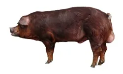 породи свиней