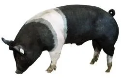 породи свиней
