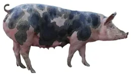 породи свиней