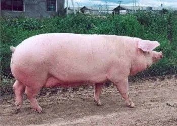 Породи свиней з фотографіями і назвами, відео (Довжина тіла кнурів) Породи свиней з фотографіями і назвами, відео