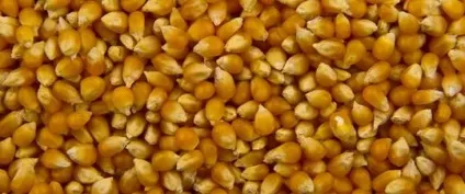 Чи корисні злаки для здоров'я організму, і яке лікувальну дію харчових злаків - my life (організму) Чи корисні злаки для здоров'я організму, і яке лікувальну дію харчових злаків - my life