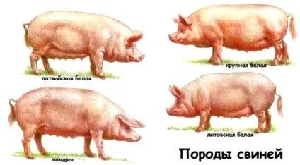 Породи свиней з фотографіями і назвами, відео (ваги свиноматки Довжина) Породи свиней з фотографіями і назвами, відео