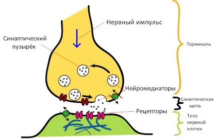 Причини депресії - основні чинники (депресії) Причини депресії - основні чинники