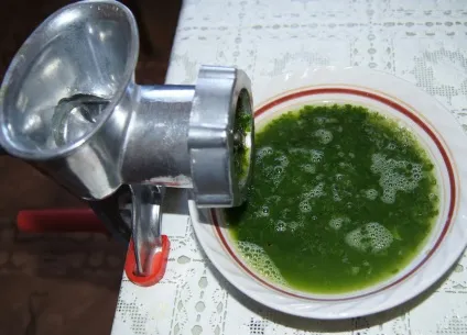 Застосування алое вера для волосся в домашніх умовах маска з соком, масло, гель (алое) Застосування алое вера для волосся в домашніх умовах маска з соком, масло, гель