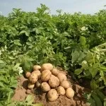 Ранні сорти картоплі - все про картоплю (слабоустойчів фітофторозу бадилля) Ранні сорти картоплі - все про картоплю