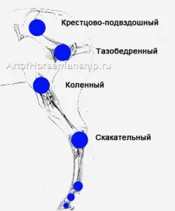Робота в руках з конем
