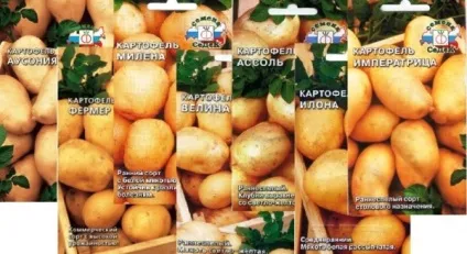Ранні сорти картоплі найкращі варіанти, вирощування своїми руками (ранні сорти картоплі) Ранні сорти картоплі найкращі варіанти, вирощування своїми руками