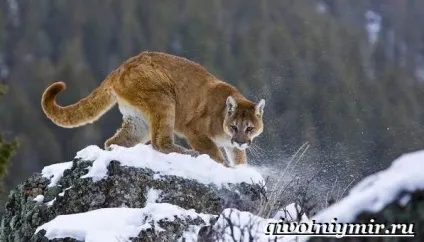 Пума тварина