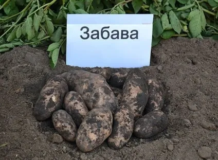 Ранні сорти картоплі найкращі варіанти, вирощування своїми руками (кращі) Ранні сорти картоплі найкращі варіанти, вирощування своїми руками
