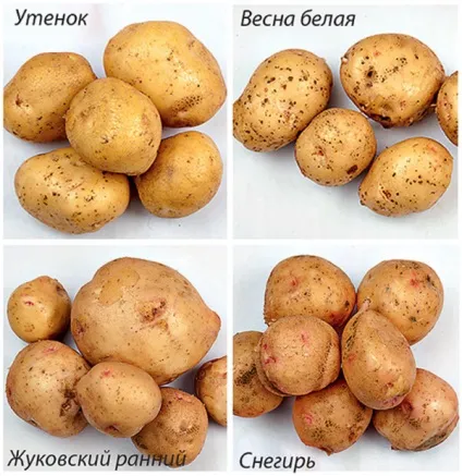 Ранні сорти картоплі найкращі варіанти, вирощування своїми руками (ранні) Ранні сорти картоплі найкращі варіанти, вирощування своїми руками