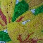 Малюнки крупою - як малювати рисом, манкою, гречкою, пшоном, горохом та іншими крупами (вироби з продуктів) Малюнки крупою - як малювати рисом, манкою, гречкою, пшоном, горохом та іншими крупами