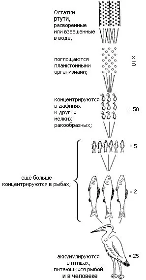Ртуть - шкода і незвичайний шкоду - все найцікавіше! (Саме) Ртуть - шкода і незвичайний шкоду - все найцікавіше!
