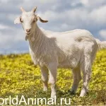 Самий хитрий звір - лисиця, в світі тварин (звір) Самий хитрий звір - лисиця, в світі тварин
