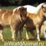 Самий хитрий звір - лисиця, в світі тварин (лисиця) Самий хитрий звір - лисиця, в світі тварин