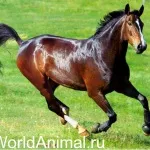 Самий хитрий звір - лисиця, в світі тварин (хитрий) Самий хитрий звір - лисиця, в світі тварин