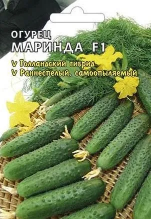 Насіння огірків для теплиці самозапильних для засолювання (засолювання) Насіння огірків для теплиці самозапильних для засолювання