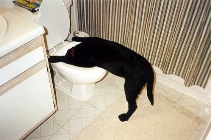 Блювота у собаки