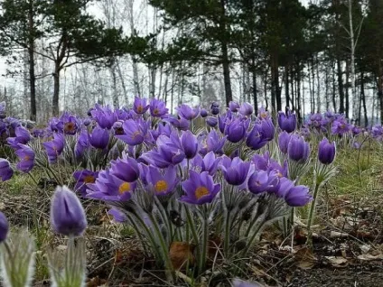 Сад та город на Уралі особливості вирощування квітів, троянд і суниці своїми руками, фото і відео (сад і город на Уралі троянди суниці) Сад та город на Уралі особливості вирощування квітів, троянд і суниці своїми руками, фото і відео