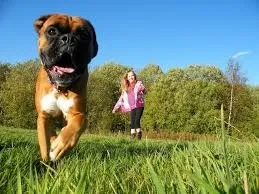 Собака тікає на прогулянці, мої домашні вихованці (собака) Собака тікає на прогулянці, мої домашні вихованці