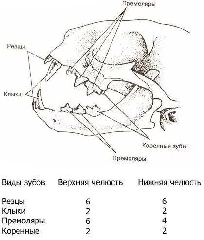 Скільки зубів у кішки