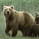Сонник ведмідь женеться за мною