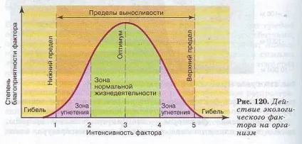 Навколишнє середовище організмів та її чинники (організми) Навколишнє середовище організмів та її фактори
