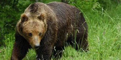 Сонник ведмідь женеться за мною