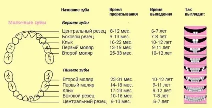 Терміни прорізування зубів, ознаки прорізування і заходи щодо усунення небажаних симптомів (ознаки) Терміни прорізування зубів, ознаки прорізування і заходи щодо усунення небажаних симптомів
