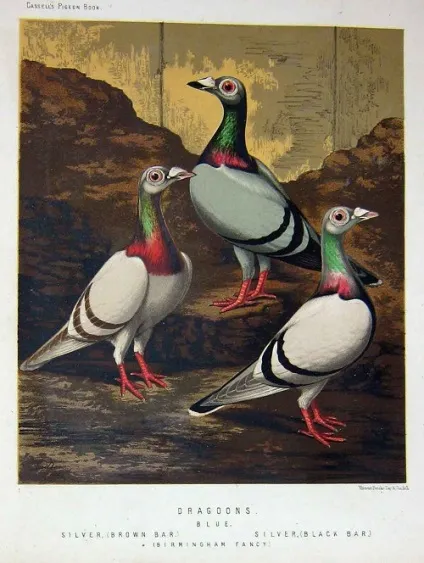 стара голубник