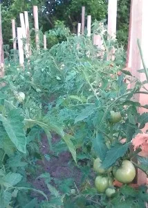 своя картопля