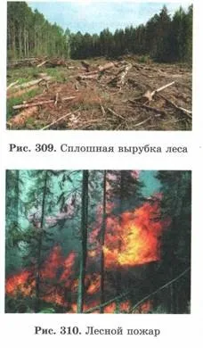 властивості біогеоценозів