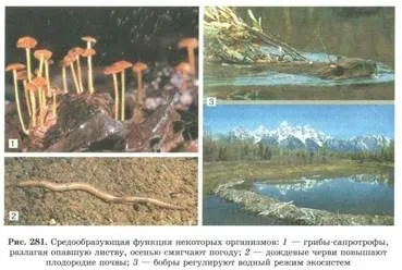 властивості біогеоценозів