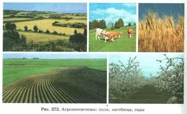 властивості біогеоценозів